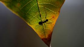 El descubrimiento de un niño de 8 años pone patas arriba 100 años de investigación sobre insectos y plantas