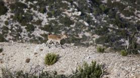 Medida drástica contra la superpoblación de ungulados en los montes españoles