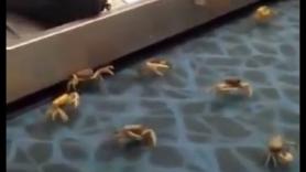 Una invasión de cangrejos en las cintas de equipaje desata el caos en este aeropuerto