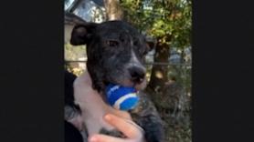 Un perro rescatado encuentra la felicidad con su primera pelota y una nueva vida