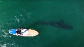 La sorprendente revelación de la convivencia entre tiburones y surfistas en el océano tras un año grabando desde el aire