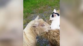 El gato pastor que conquista corazones en las redes sociales cuando visita a sus amigas ovejas cada día