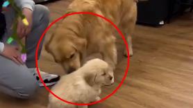 La reacción de este Golden Retriever al conocer a su nuevo hermanito por Navidad conquista las redes