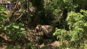 La Policía tailandesa presenta cargos contra el cuidador del elefante que mató a una española