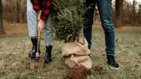 Serio aviso de Madrid a los que planten el árbol de Navidad en el monte