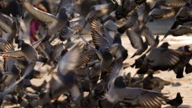 Adiós a las palomas molestas: hay tres formas muy sencillas para mantenerlas alejadas de los balcones