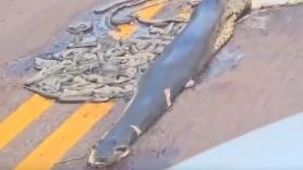 Atropellan una serpiente llena de crías y la imagen corta la respiración