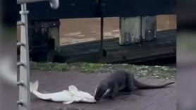 Una nutria disfruta de un desayuno gigantesco en mitad de la ciudad: "Estaba en el lugar concreto y en el momento correcto"