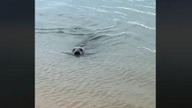 ¡Invasión sorpresa! Una foca visita Mazagón por tercera vez en dos meses y deja a todos boquiabiertos