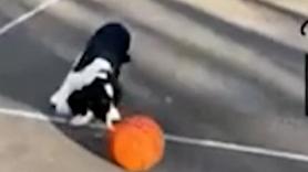 Un Springer Spaniel que ama el baloncesto gana por mérito propio el premio a Mascota de la Semana