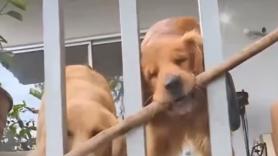 Un Golden Retriever da toda una lección de vida al conseguir el palo imposible: “No hay que rendirse”