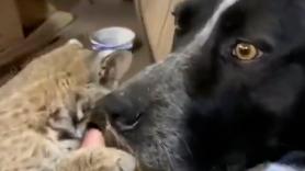 La expresiva cara de un perro al darse cuenta de que su nuevo compañero felino no es precisamente un gato