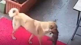 El increíble gesto de esta perra callejera que lleva a su cachorro helado a una clínica veterinaria en busca de ayuda