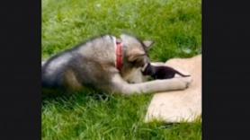 Madre gata le presenta a su cachorro a un husky pero no estaba preparada para lo que sucedería