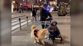 Estados Unidos se enamora de este tierno encuentro de un Golden Retriever en las calles de Madrid: "Menuda experiencia, España es hermosa"