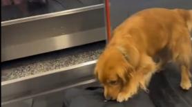 Este Golden Retriever roba sonrisas mientras hace su trabajo antinarcóticos en el aeropuerto