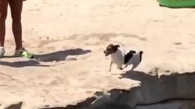 El increíble salto de un perro en una playa que deja a todos los bañistas sin palabras