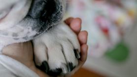 Un cachorro tiene un grave encuentro con la plaga mortal para perros y los veterinarios españoles obran el milagro