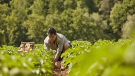 Piden a los novatos de los huertos plantar las 9 verduras más sencillas de cultivar durante todo el año