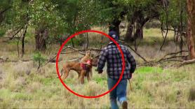 Un hombre salva a su perro de las temibles garras de un canguro: "Esto ha sido hilarante"