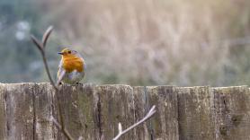 Advertencia para quienes vean este tipo de pájaros en sus jardines en febrero