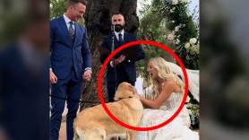 Una pareja idea el mejor plan para hacer protagonista a su golden retriever en el momento de subir al altar: "Lo improvisé en el último momento"