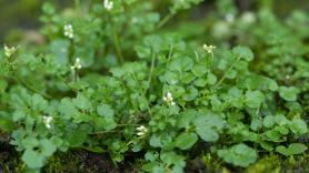 Esta hierba silvestre que crece en febrero es un alimento lleno de nutrientes