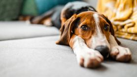Un adiestrador de perros señala el error que cometes al llegar a casa: "Estás premiando su ansiedad"