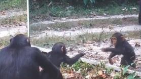 Unos animales en la selva se encuentran con su reflejo y las reacciones son épicas