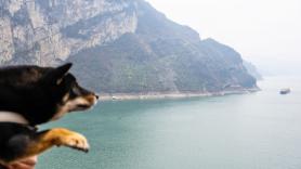 Una fotografía al azar descubre la 'montaña de cachorros' y ahora los dueños de mascotas hacen fila para inmortalizar el descubrimiento