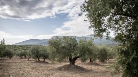 Piden dejar de quemar las ramas de la poda de los olivos y pasar a la técnica para tener suelos cargados de nutrientes