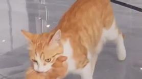 El emocionante coraje de una gata para llevar a su cría donde hay comida