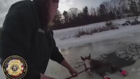 El tenso rescate de un caballo que cae a un lago helado