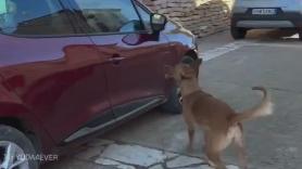 La felicidad de un perro al descubrir que su familia también ha adoptado a su hermana