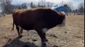 Una vaca, una pelota y mucha alegría, el video más tierno del día