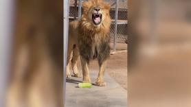 Un león prueba una lechuga y su reacción no deja indiferente a nadie