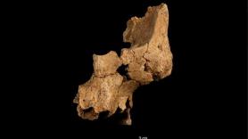 Atapuerca descubre los huesos faciales de una especie humana nueva en Europa