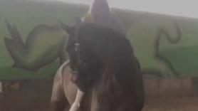 El asombroso truco de este caballo para ayudar a su dueña a montar