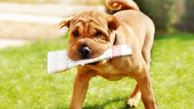 Los tres tipos de perros que un veterinario desaconseja totalmente tener: algunos son muy populares