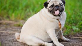 Los veterinarios alertan de la situación que recorta dramáticamente la esperanza de vida de los perros en España