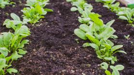 La planta favorita de los perezosos que produce la verdura muy consumida en España pone a raya al colesterol