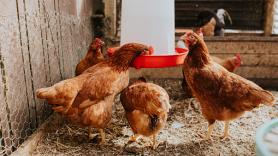 Acude a legalizar el gallinero de autoconsumo, el ayuntamiento desconoce la nueva ley y la propietaria de las gallinas alucina: "No sabía si ofenderme"