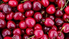 Una nueva variedad de cereza española rompe todos los esquemas