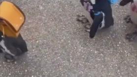 Ironizan con un vídeo de unos pequeños pingüinos con mochilas: "¿Para esto votaste a Trump?"