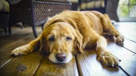 Un hombre compra un Golden Retriever online por 25 euros y recibe una inquietante sorpresa cárnica