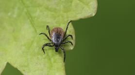 Esta planta se encuentra en todos los jardines de España pero nadie sabe que es un imán para las garrapatas