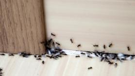 Adiós a las hormigas en casa: una sola gota es capaz de acabar con la plaga
