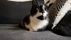 Ni para jugar ni por el calor: esta es la razón por la que los gatos siempre roban el espacio del sofá a sus dueños