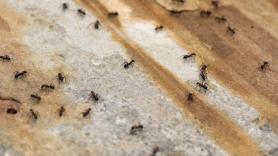 Un experimento único sorprende al demostrar que las hormigas vencen a los humanos en un reto de inteligencia colectiva