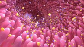 Una médica apunta al intestino como el responsable de producir el 90% de nuestra felicidad